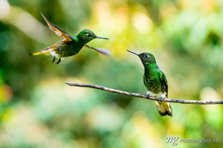 . Two hummingbirds in the Reserva Natural Acaime near Salente, Zona Cafetera, Colombia. Marcel Gross Photography