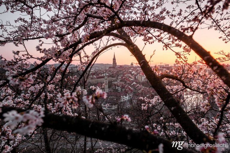 Bern Bilder. cherry blossom in front of the oldtown of Bern. Marcel Gross Photography