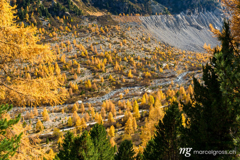 . yellow larches in autumn in Engadine. Marcel Gross Photography