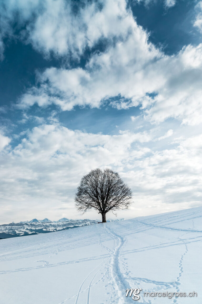 . Einsamer Baum im Winter, Schweizer Voralpen. Marcel Gross Photography