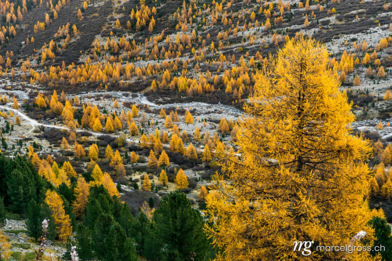 Yellow larches at Val Morteratsch, Poschiavo, Switzerland. Taken by Marcel Gross Photography