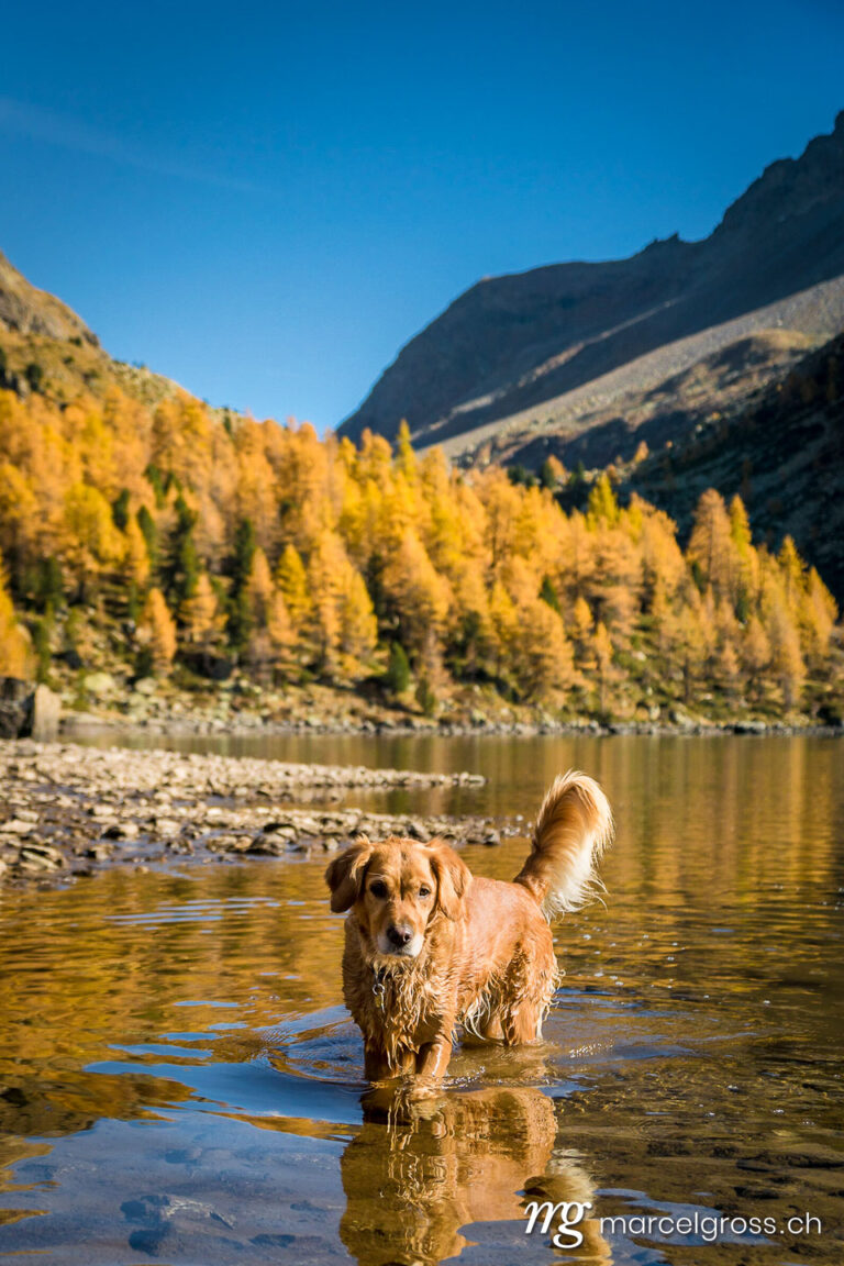 . Golden Retriever dog in Lagh da Val Viola in Poschiavo. Marcel Gross Photography