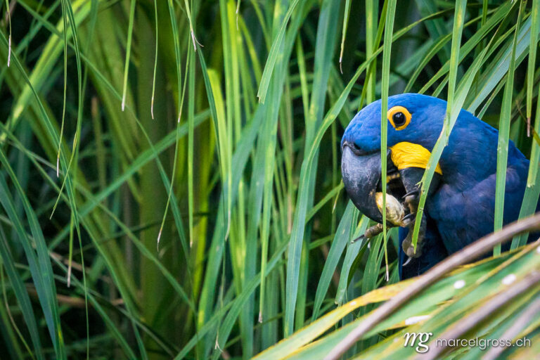 Endangered Hyacinth macaw feeding palmnuts in the brazilian Pantanal. Taken by Marcel Gross Photography