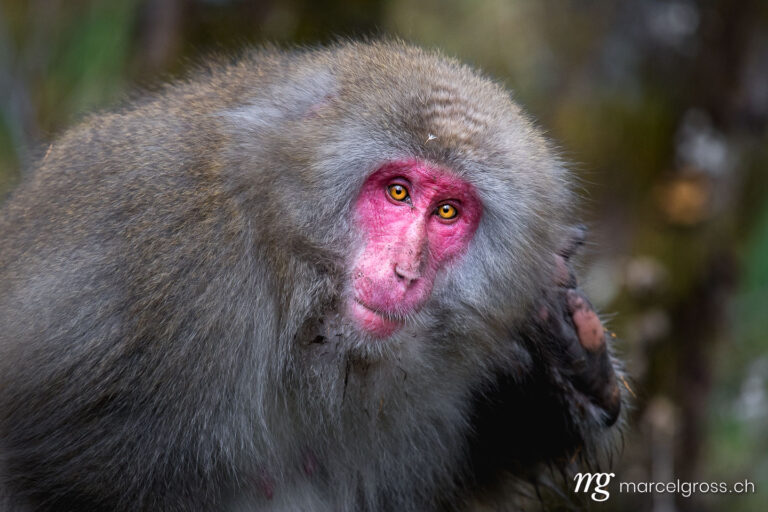 Red faced snow monkey in Kamikochi, Japanese Alps of Chubu Sangaku National Park. Taken by Marcel Gross Photography