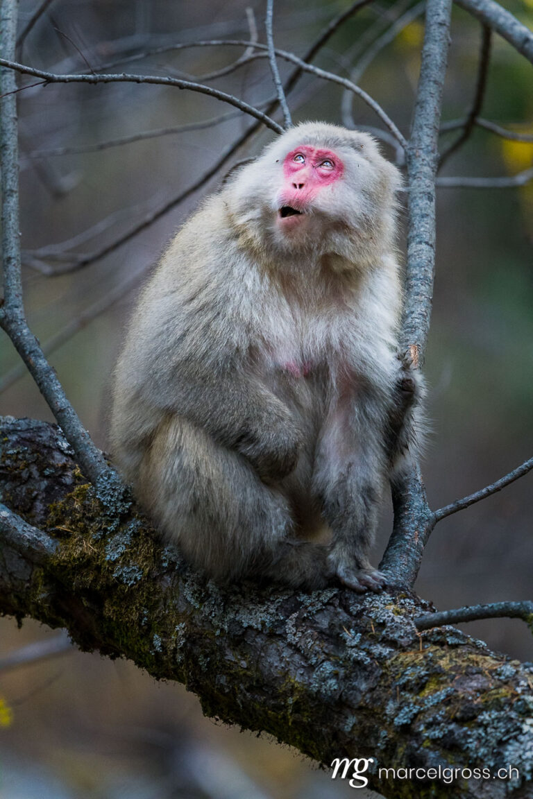 red faced Japanese macaque (Macaca fuscata) also known as snow monkey in Kamikochi. Kamikochi is located in the Japanese Alps of Chubu Sangaku National Park. Taken by Marcel Gross Photography