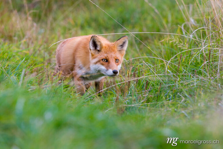 Red Fox in Shiretoko National Park, Hokkaido. We first stopped to see one fox, then two others - probably young ones - emerged and began to play in front of our eyes. what a wonderful sighting. Taken by Marcel Gross Photography