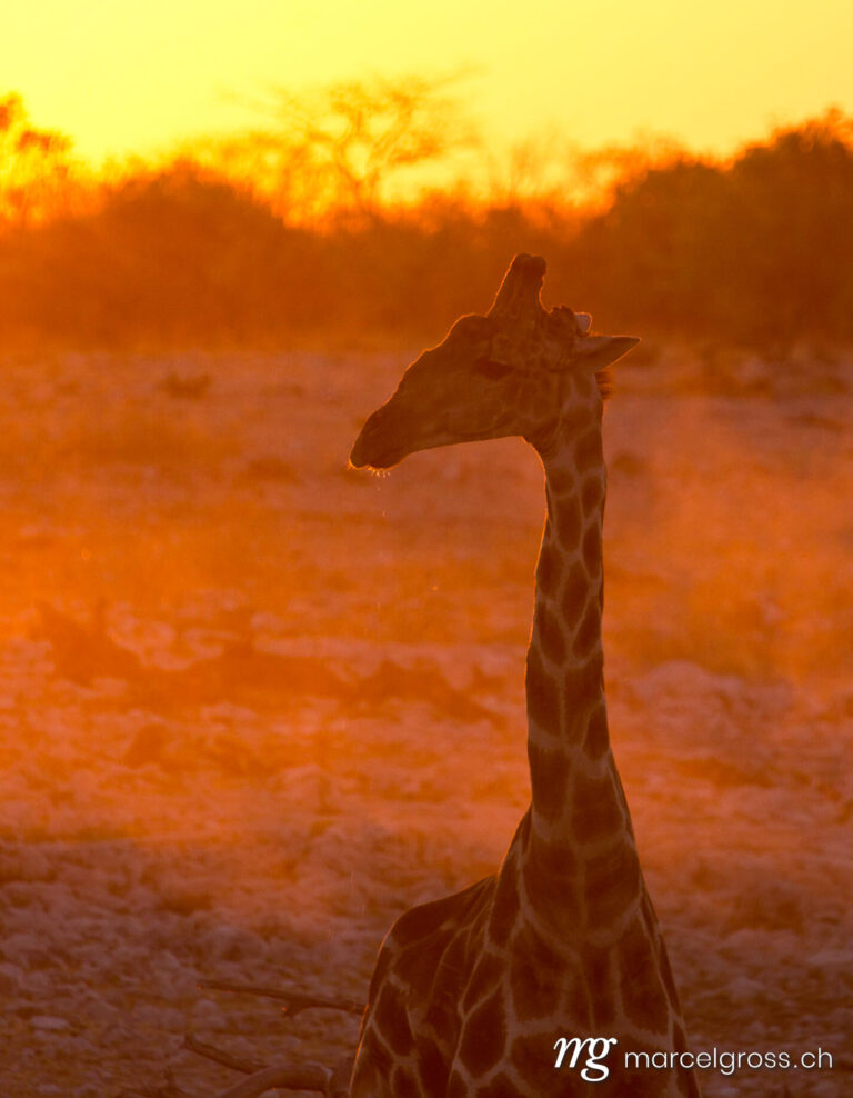 a giraffe drinking at a waterhole in Etosha National Park. Taken by Marcel Gross Photography