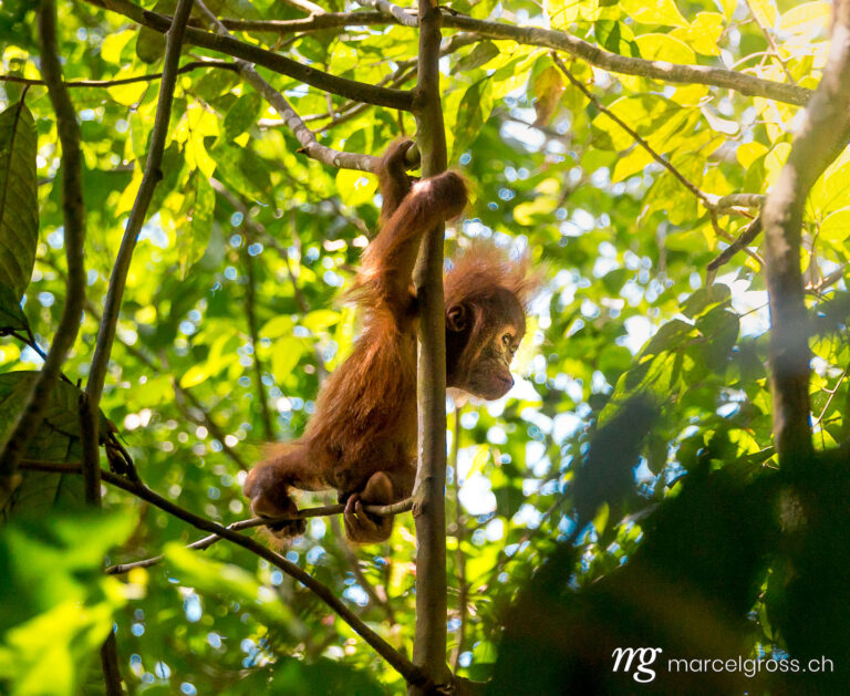 a cute baby orangutan in the Forests of Bukit Lawang on Sumatra. Taken by Marcel Gross Photography