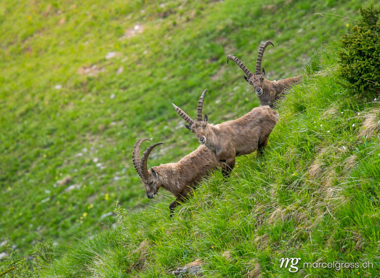 Steinbock Bilder. three male ibex in the Bernese Alps. Marcel Gross Photography