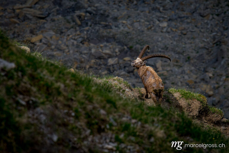 Capricorn pictures. old male ibex on a steep slope in the bernese alps. Marcel Gross Photography