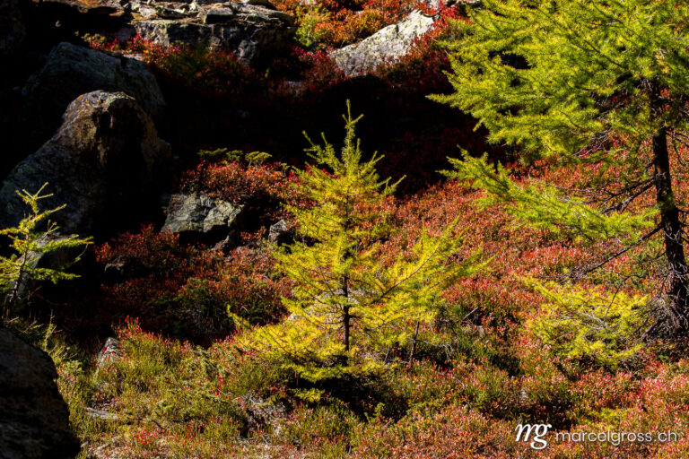 . a yellow larch in the Valais Alps. Marcel Gross Photography