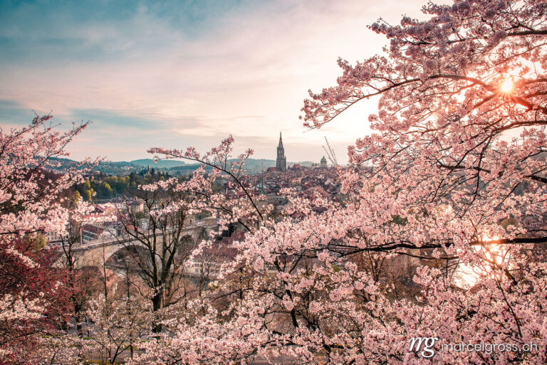 Abendstimmung über Berner Altstadt während der Kirschblüte. Taken by Marcel Gross Photography