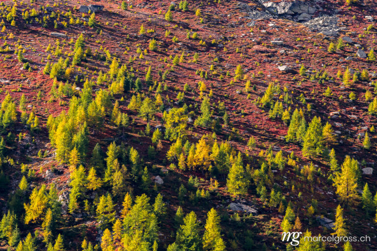 Autumn picture Switzerland. Autumn colors in the Valais Alps. Marcel Gross Photography