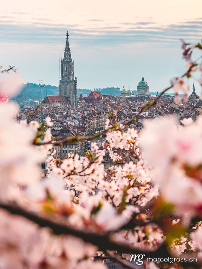 Bern pictures. Bern Minster through cherry blossoms in the rose garden. Marcel Gross Photography