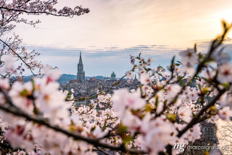 Bern pictures. Bern Minster through cherry blossoms in the rose garden. Marcel Gross Photography