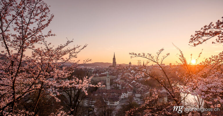 Bern Bilder. cherry blossom in front of the oldtown of Bern. Marcel Gross Photography