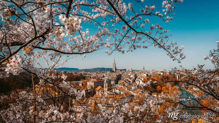 Bern pictures. Cherry blossom (sakura) in Berne. Marcel Gross Photography