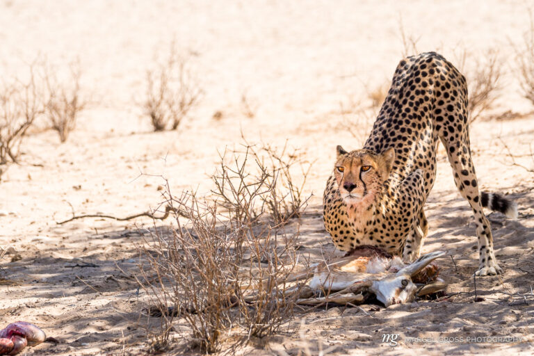 … but the Cheetah needs to survive. i think we missed the successful hunt only buy minutes. cause when we arrived at the scene, the cat was still recovering at did not yet begun to feed.. Taken by Marcel Gross Photography