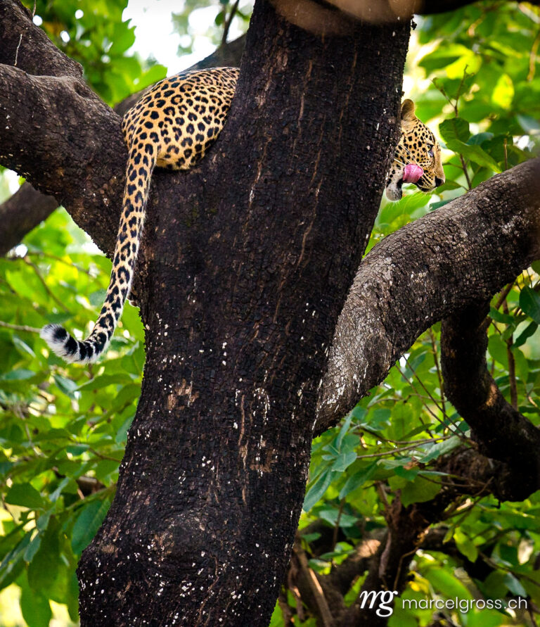 a leopard relaxing on a branch after having a meal further up in the tree. Taken by Marcel Gross Photography