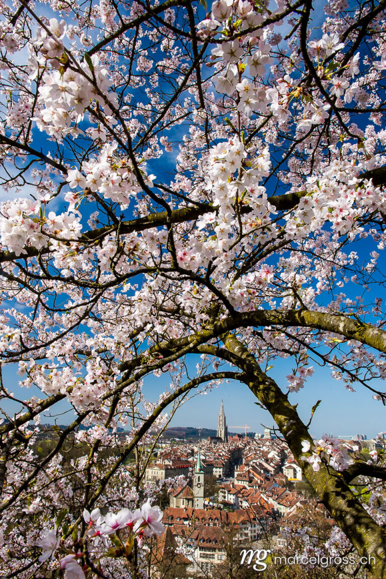 Bern pictures. Cherry blossom over the city of Bern, Switzerland. Marcel Gross Photography