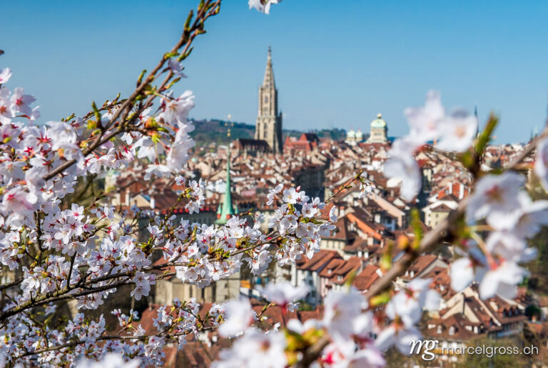 Bern pictures. Cherry blossom in front of the old town of Bern, Switzerland. Marcel Gross Photography