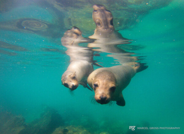 Galapagos Bilder. Two cute sea lions are very curious about us, while we are snorkeling in very shallow water. i was lucky to take this unforgettable image with a gopro camera. Yes, they really were that close!. Taken by Marcel Gross Photography