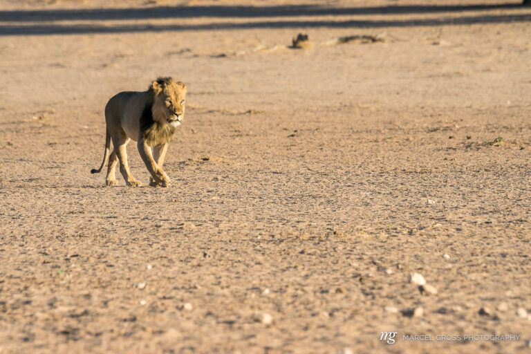 a beautiful male lion approaching a waterhole through the dry riverbed of Auob River. Taken by Marcel Gross Photography