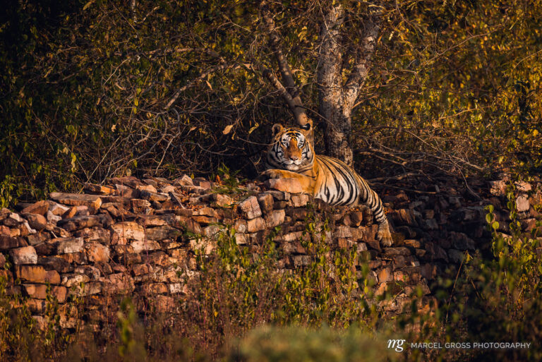 this giant male tiger was lying to the boarder wall of Panna National Park right along the main street. he must be the dominant male of the area with his exeptional size.. Taken by Marcel Gross Photography