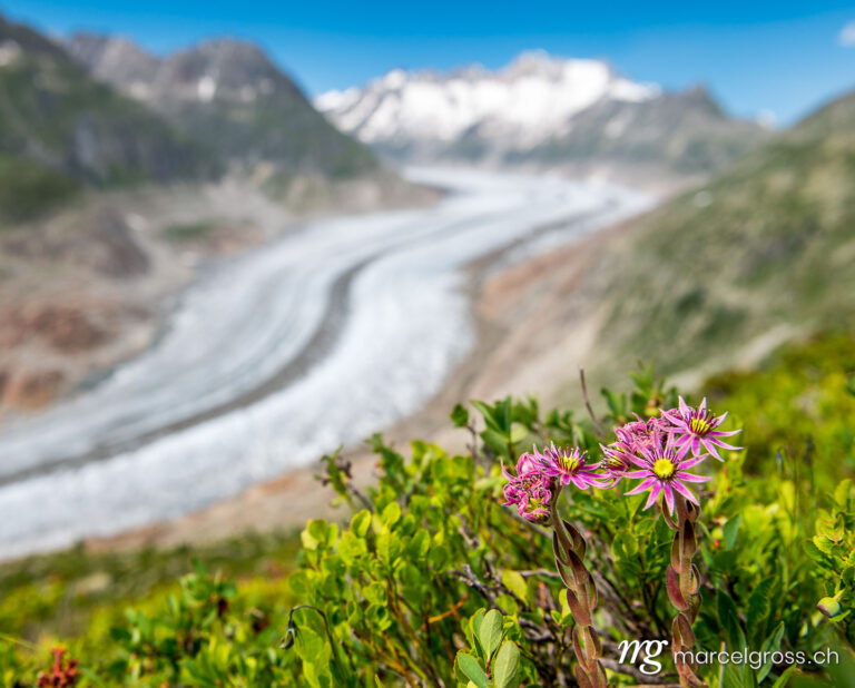 . view over the mighty Aletsch Glacier in Switzerland with red wildflowers. Marcel Gross Photography