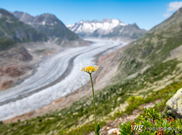 . view over the mighty Aletsch Glacier in Switzerland with wildflowers. Marcel Gross Photography