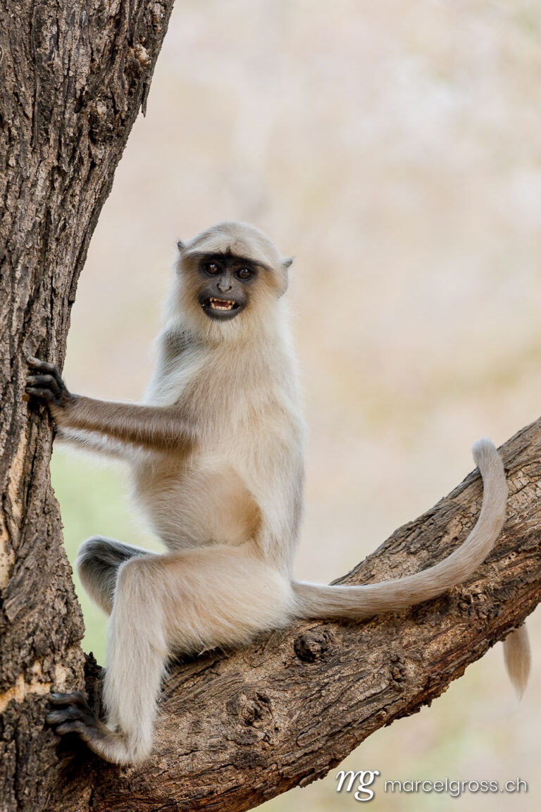 young hanuman langur on the look out on a branch of a tree, Ranthambore National Park, Rajasthan. Taken by Marcel Gross Photography