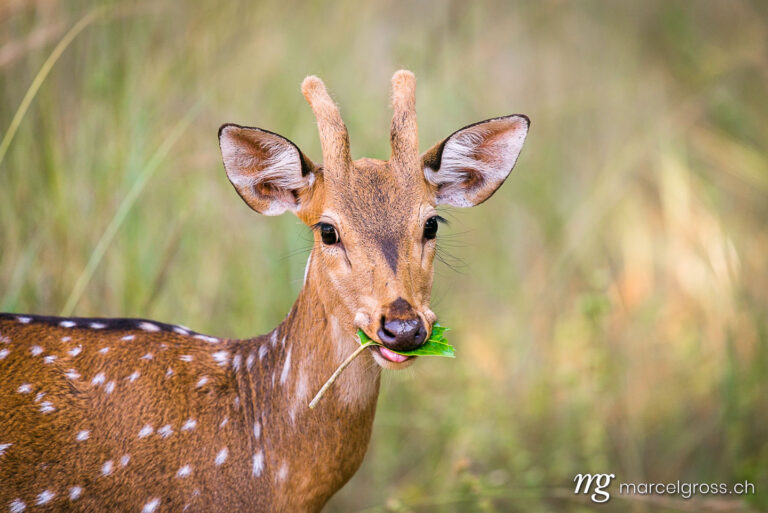 Young Male Spotted Deer with a leaf in his mouth in Bandhavgarh National Park, Madhya Pradesh. Taken by Marcel Gross Photography