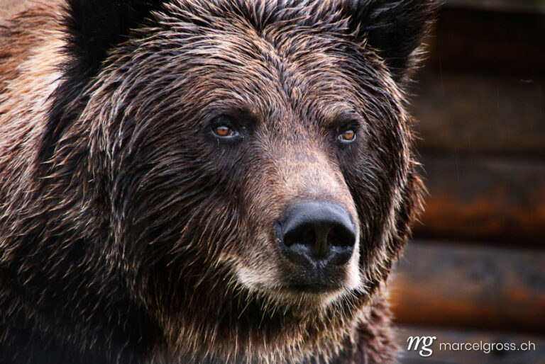 brown bear portrait. Taken by Marcel Gross Photography