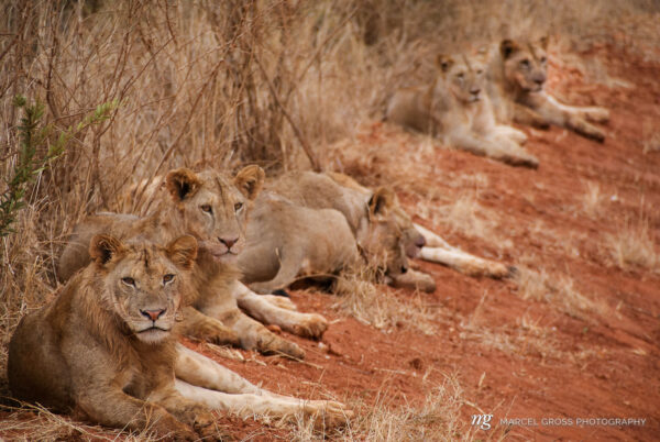 Kenia Bilder. Löwenrudel im Tsavo National Park, Kenia. Taken by Marcel Gross Photography