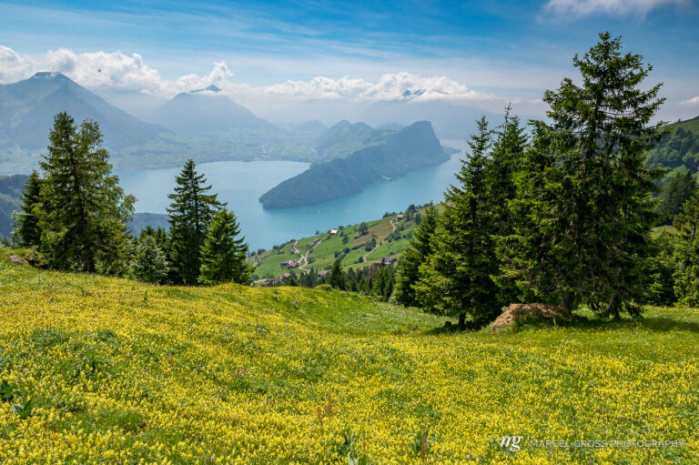 Aussicht vom Vitznau Hinterbergen auf den Vierwaldstättersee. Taken by Marcel Gross Photography