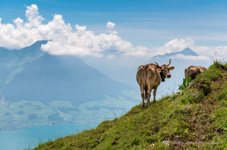 Braunvieh geniesst Aussicht auf den Vierwaldstättersee. Taken by Marcel Gross Photography