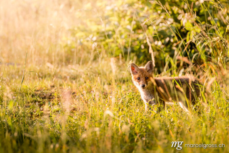 young fox in tall grass at the edge of the forest in the Aare valley. Taken by Marcel Gross Photography