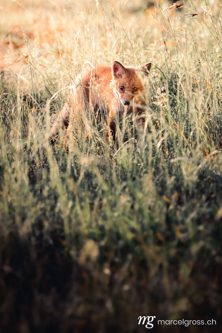 . junger Fuchs in hohem Gras am Waldrand im Aaretal. Marcel Gross Photography