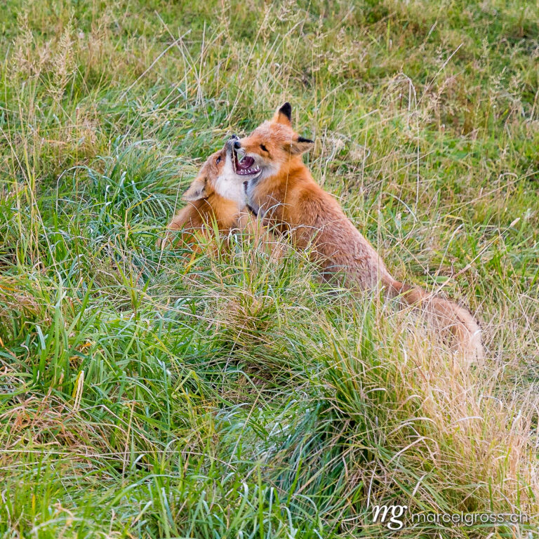 . Red Fox in Shiretoko National Park, Hokkaido. Marcel Gross Photography