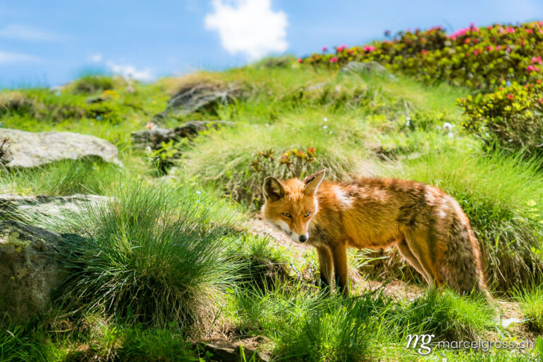 . Red Fox in Gran Paradiso National Park, Aosta Valley, Italy. Marcel Gross Photography