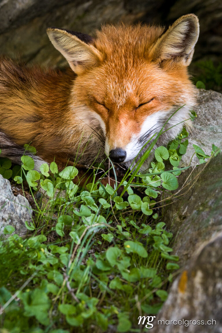 . sleeping red fox in Gran Paradiso National Park, Aosta Valley, Italy. Marcel Gross Photography