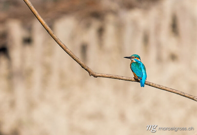 Bird pictures Switzerland. a Common Kingfisher (Alcedo atthis) sitting on a branch in Drei-Seen-Land. Marcel Gross Photography