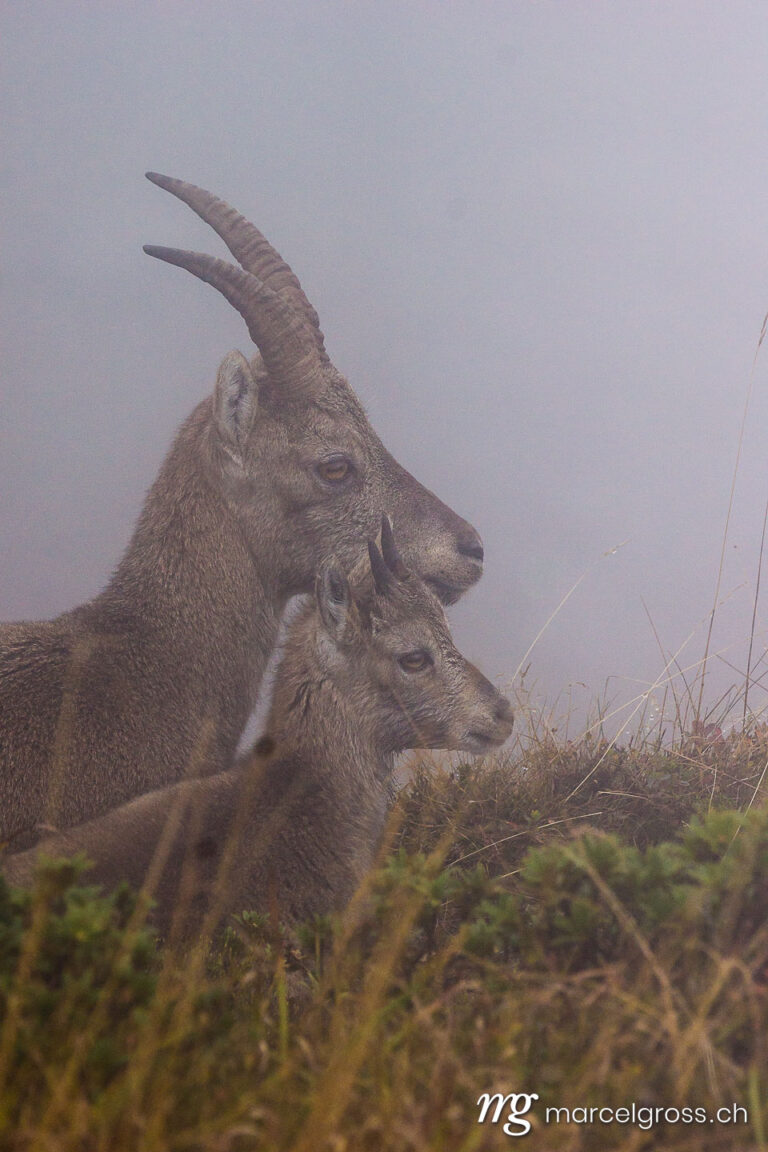 Steinbock Bilder. mother and young ibex in the mist in the Bernese Alps. Marcel Gross Photography