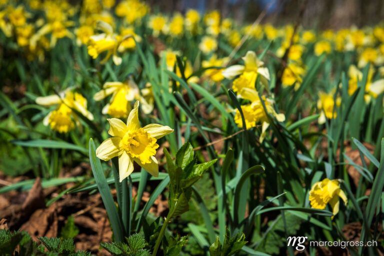Jura Bilder. yellow daffodil in the Swiss Jura. Marcel Gross Photography