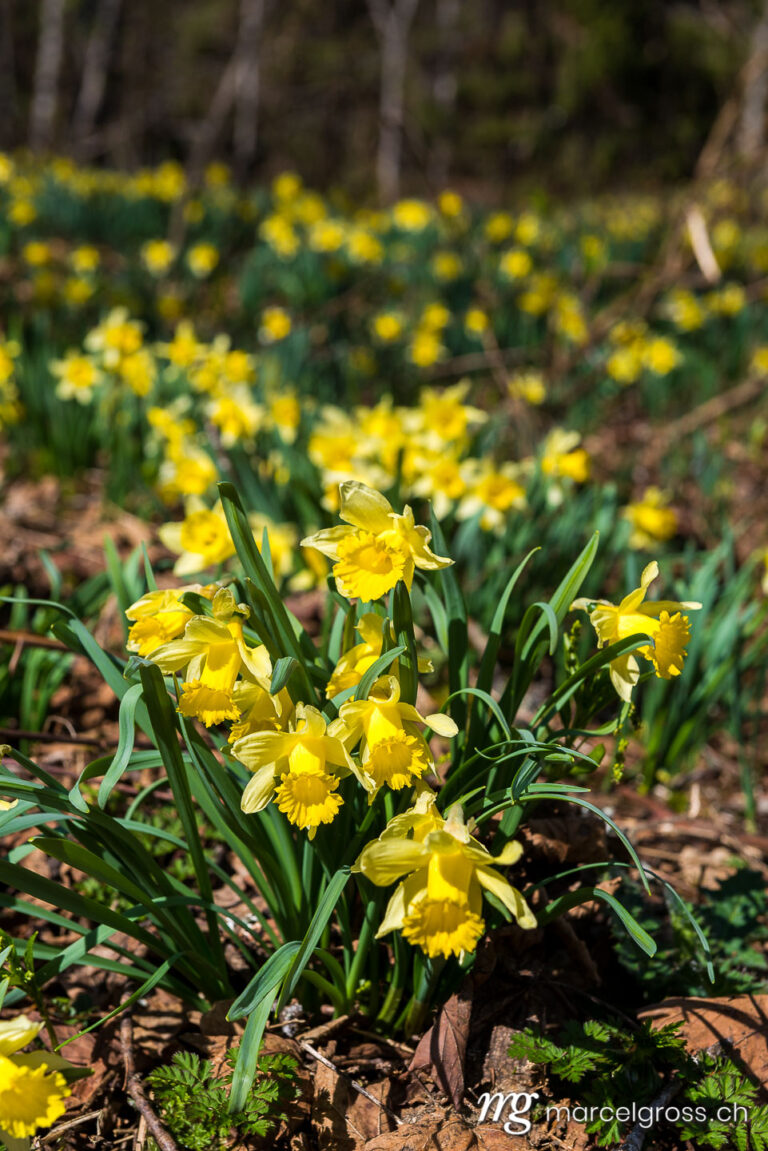 Jura Bilder. yellow daffodil in the Swiss Jura. Marcel Gross Photography