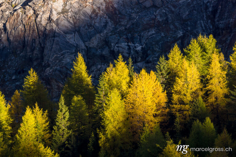 . yellow larches in autumn, Valais. Marcel Gross Photography