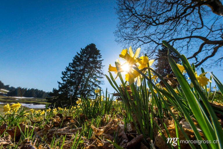 . yellow daffodils with sunstar in the Swiss Jura. Marcel Gross Photography