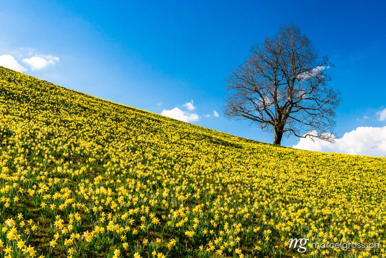 . natural field full of yellow daffodils in the Swiss Jura. Marcel Gross Photography