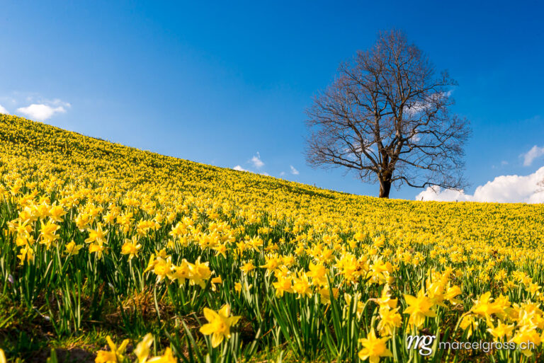natural field full of yellow daffodils in the Swiss Jura. Taken by Marcel Gross Photography