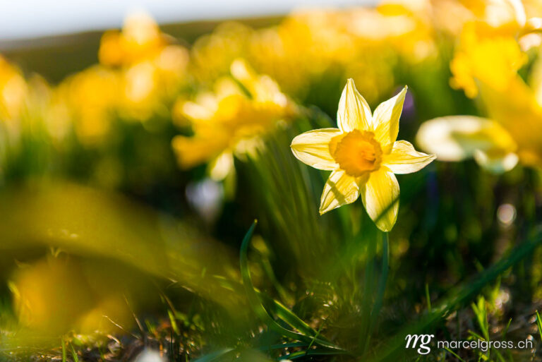 . yellow daffodil in the Swiss Jura. Marcel Gross Photography